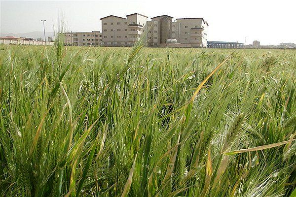 کشت 3 هزار هکتاری جو در طرح جهش تولید دیمزارهای نکا