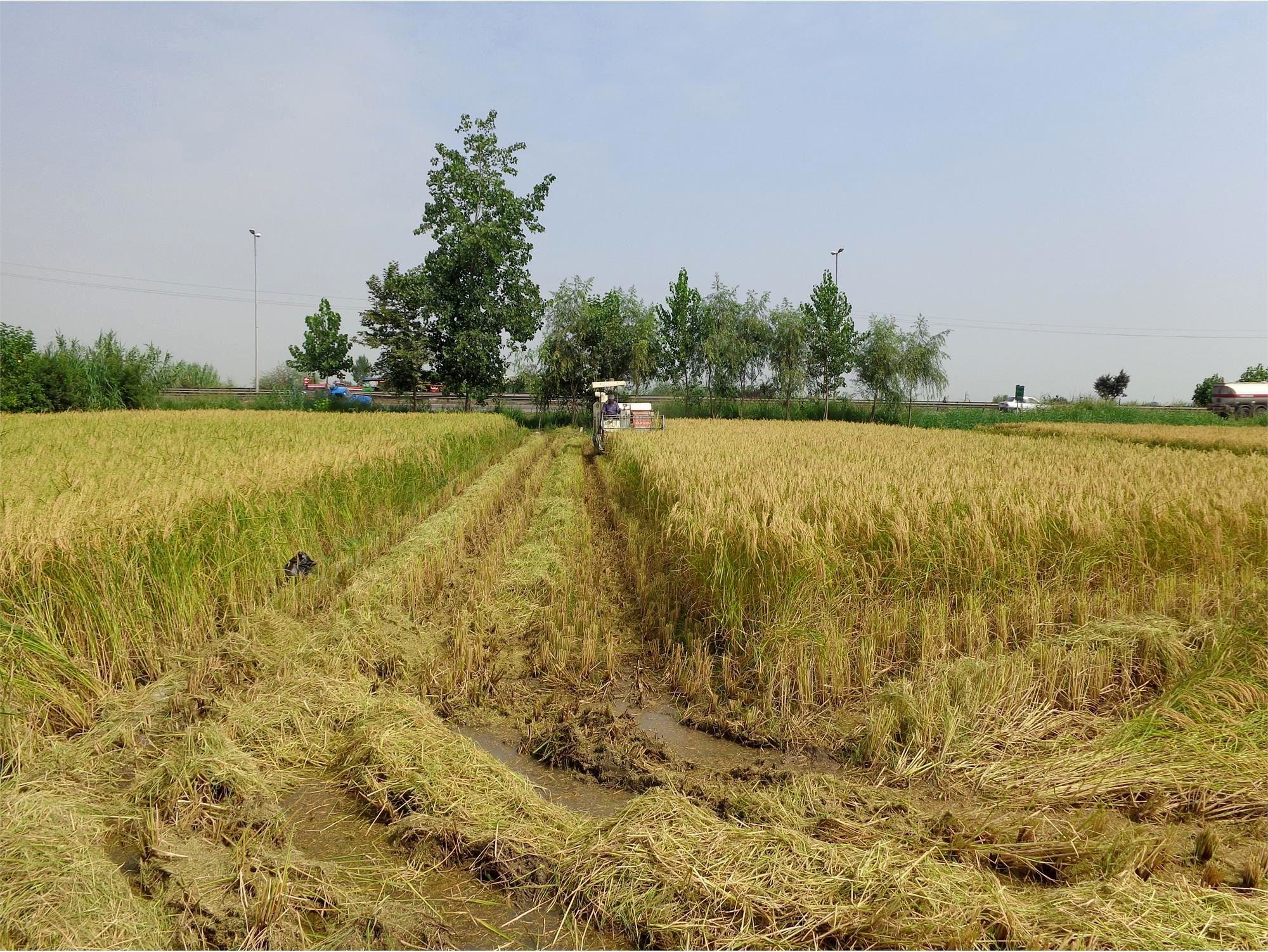 تولید 300 هزار تن شلتوک برنج در بابل