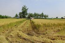 تولید 300 هزار تن شلتوک برنج در بابل