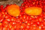 کشف 28 کیلو تریاک زیر بار گوجه در اصفهان