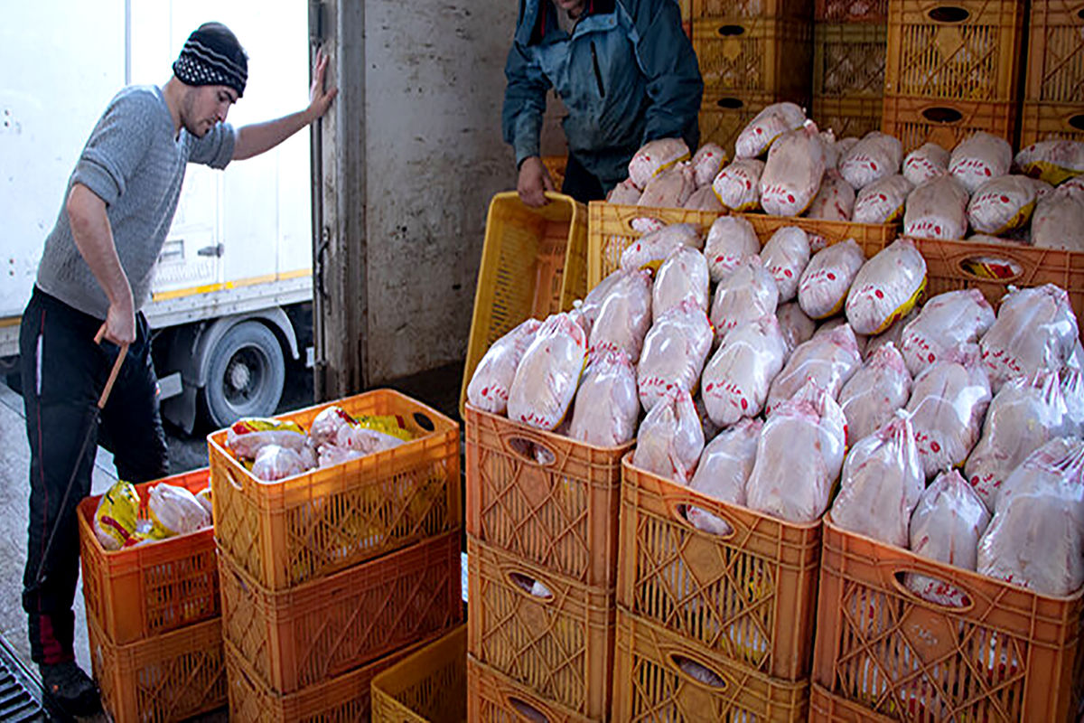 نزولی شدن قیمت گوشت مرغ در مشهد