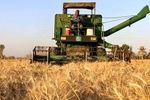 برداشت  خوشه‌های زرین گندم از مزارع استان تهران آغاز شد
