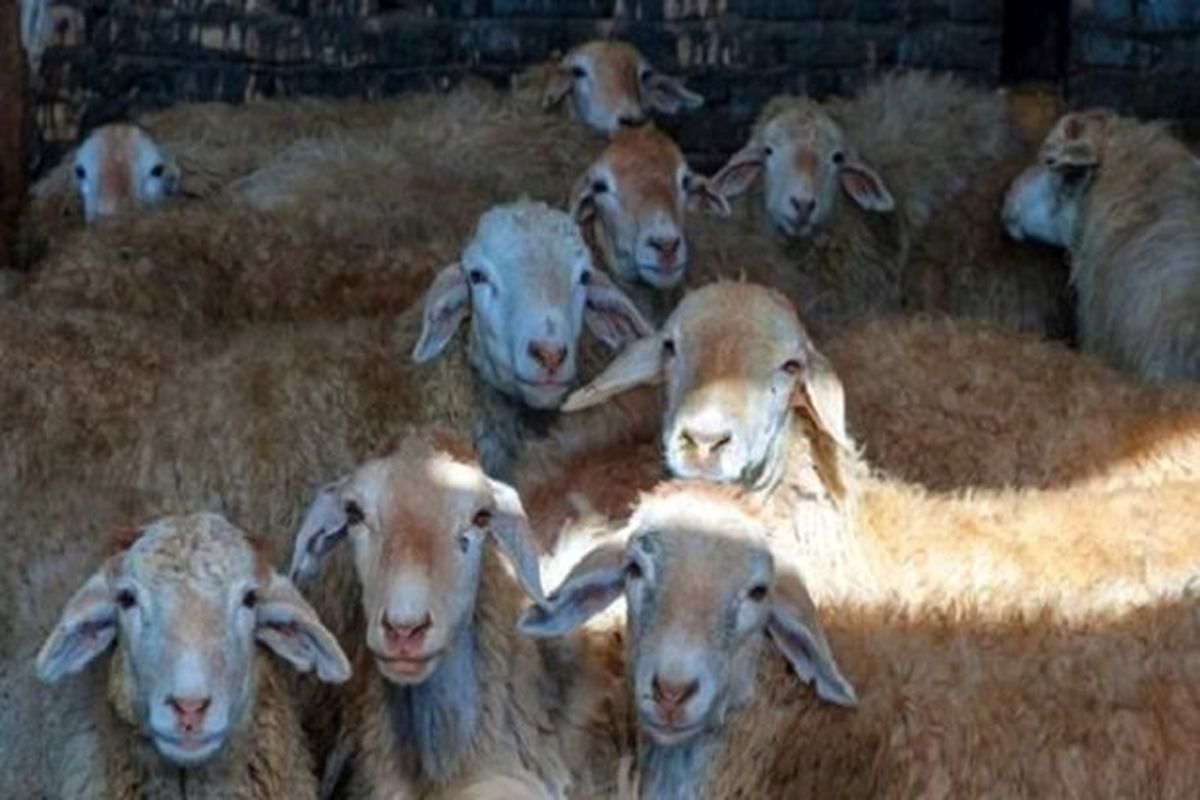 گوسفند فاقد مجوز به ارزش یک میلیارد ریال در مهریز کشف شد