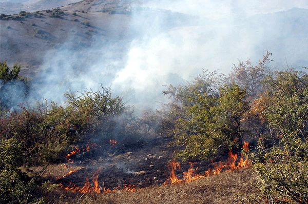 آتش سوزی اراضی جنگلی گیلان سطحی و در پوشش علفی بوده است