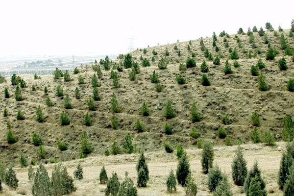 خراسان رضوی رتبه اول کشور در ایجاد جنگل دست کاشت بیابانی را دارد