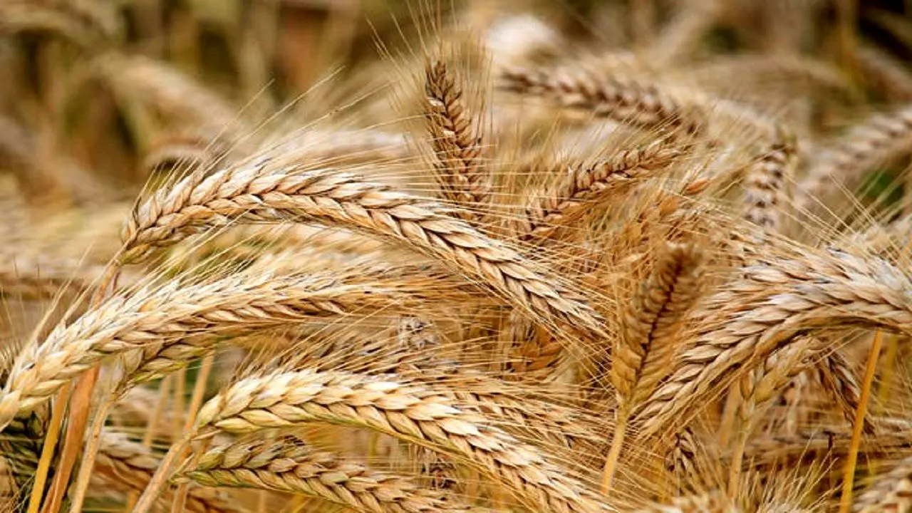 آغاز برداشت ۱۹ هزار تن برداشت جو از اراضی مشهد