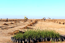 کاشت بیش از ۴ هزار اصله نهال در عرصه‌های منابع طبیعی منطقه گناباد