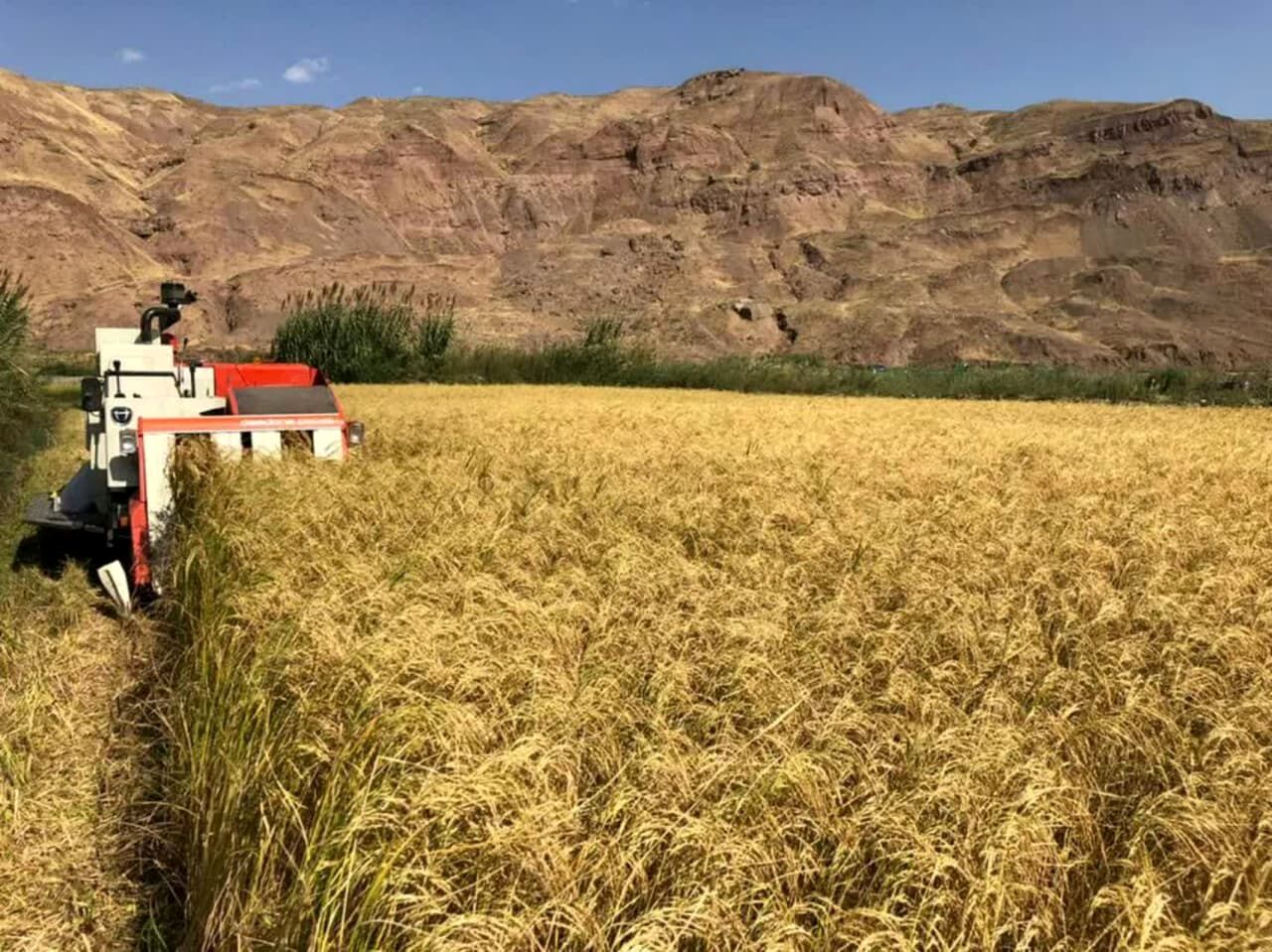 آغاز برداشت برنج از ۳۷۰۰ هکتار از شالیزارهای شهرستان قزوین