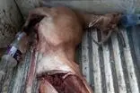 انهدام باند بزرگ شکار و قاچاق حیات وحش در پارک ملی بمو