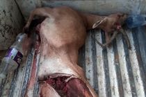 انهدام باند بزرگ شکار و قاچاق حیات وحش در پارک ملی بمو