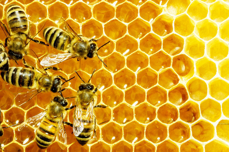 مدال برنز به عسل تجاری لرستان رسید