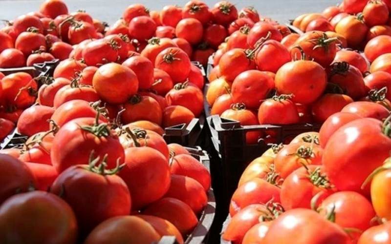گوجه فرنگی در بازار فراوان می‌شود