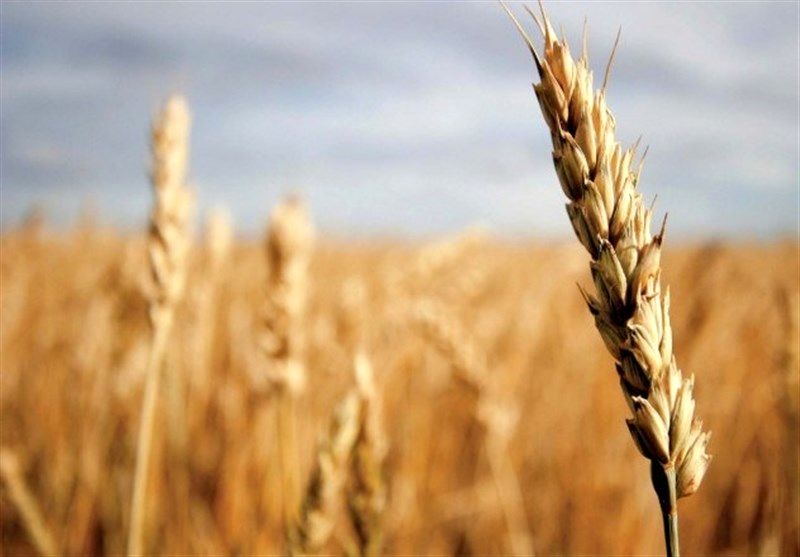 117 هزار تن گندم در بورس کالا به قیمت تضمینی عرضه می شود