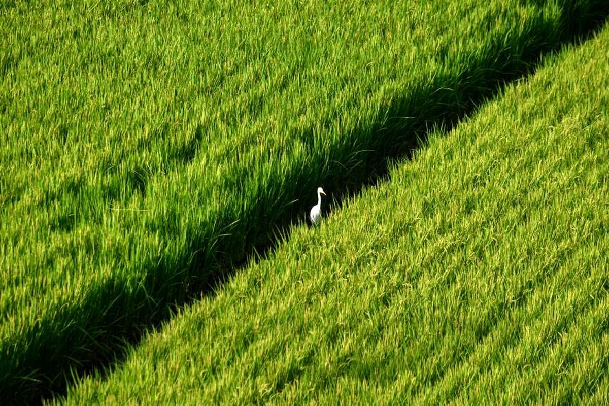 برنج و پارادوکس در شبه جزیره کره