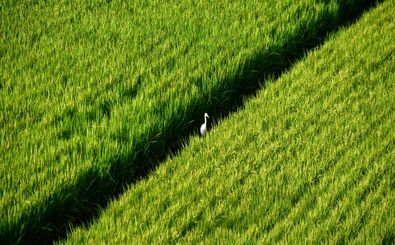برنج و پارادوکس در شبه جزیره کره