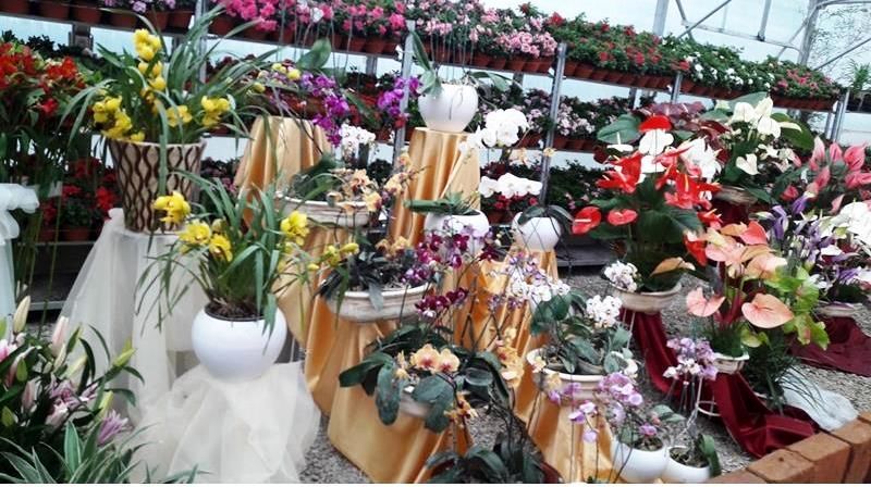 صادرات 315 هزار گلدان گل از نوشهر به خارج کشور