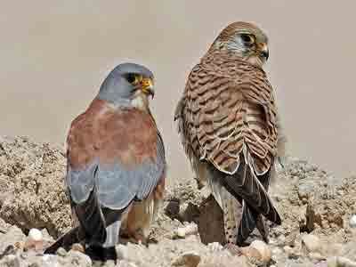 رها سازی دو پرنده دلیجه در پناهگاه حیات وحش قمیشلو
