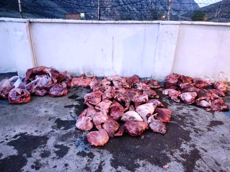 کشف و ضبط ۱۸ رأس لاشه گراز وحشی در سوادکوه