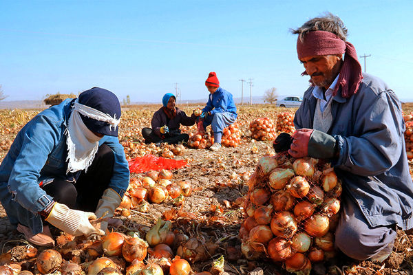 صادرات پیاز با عوارض ۱۰۰ درصدی روبرو شد