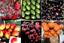 صادرات میوه به شرط بسته بندی استاندارد