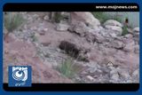 نجات یک قلاده خرس در روستای کاوند شهرستان اردل + فیلم
