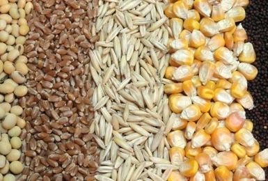 از محل صادرات نهاده‌های کشاورزی، ۱۰۰ میلیون دلار درآمد ارزی بدست آمد