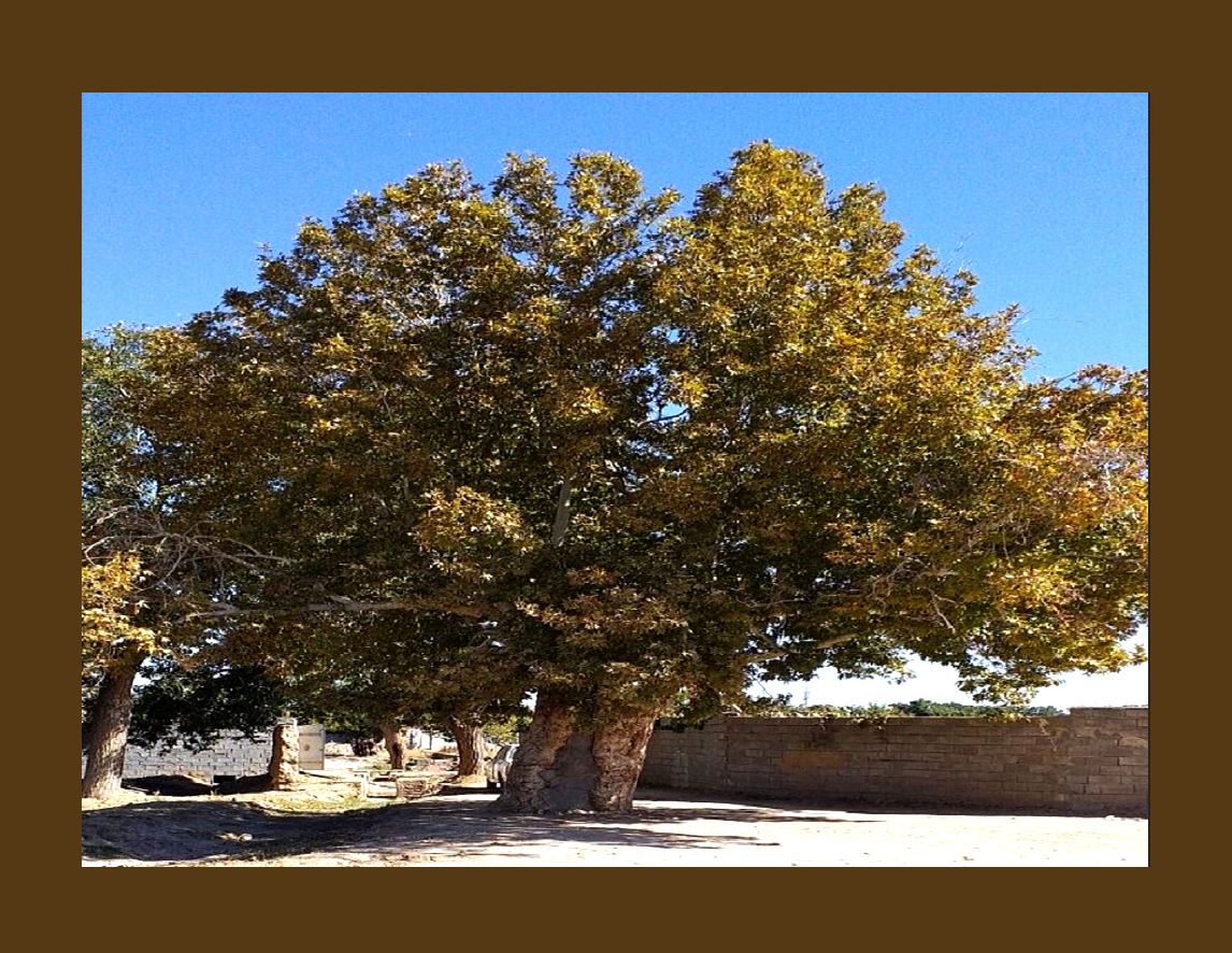 ثبت چنار کهنسال قنات قصبه گناباد در فهرست میراث طبیعی کشور 