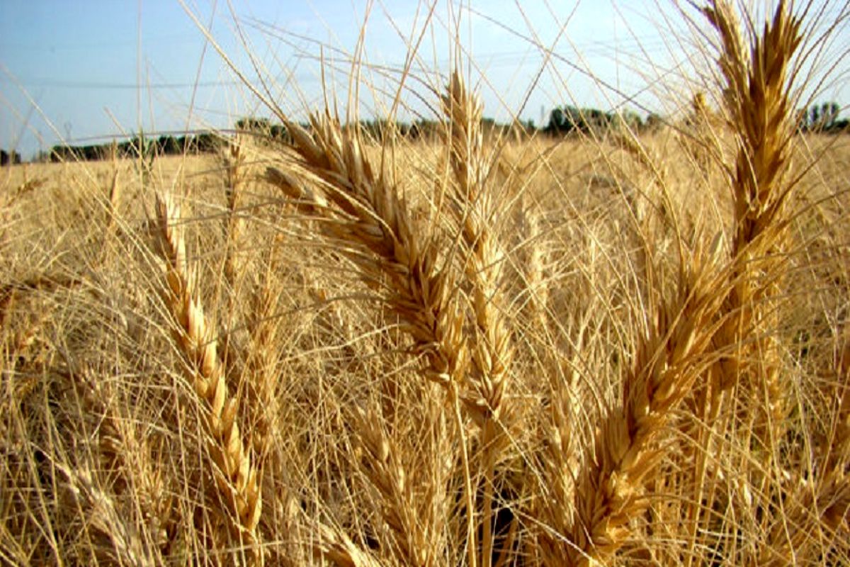 کشاورزانی که تا ۲۳ خرداد گندم خود را تحویل داده اند مطالباتشان را دریافت کردند