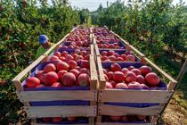 پیش بینی برداشت ۷۰ هزار تن سیب از سطح باغات شهرستان مشهد