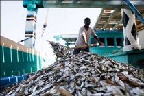 افزایش صددرصدی صید فانوس ماهی از آب‌های هرمزگان/ صید بیش از 12 هزار تن فانوس ماهی 