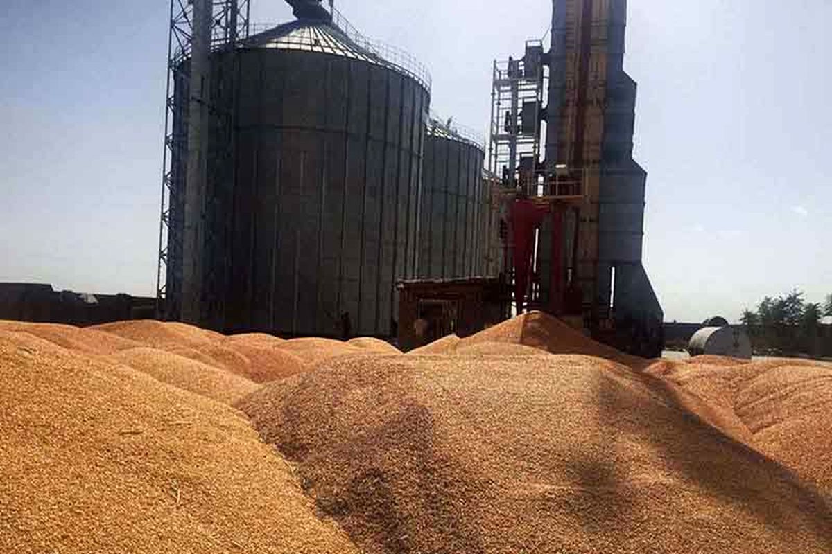 خرید ۶۰۰۰ تن گندم  در خراسان رضوی