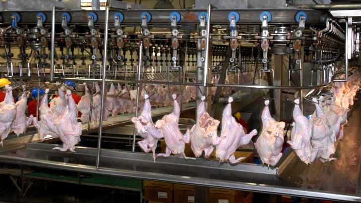 تولید بیش از ۱۰ هزار تن گوشت مرغ در طرح نوروزی خراسان رضوی