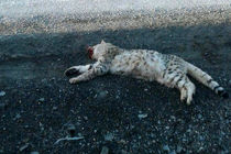 تلف شدن یک قلاده  گربه وحشی در پناهگاه حیات وحش عباس آباد