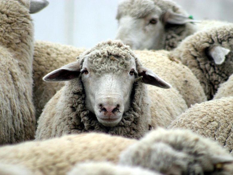 دوره آموزشی پروار بندی گوسفند