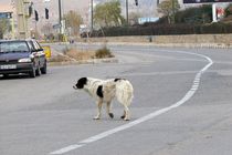 طرح جمع آوری سگ های ولگرد از معابر شمال شرق تهران آغاز شد