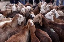 کشف ۲۶۰ راس گوسفند قاچاق در شهرستان قشم 
