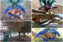 طرح جمع‌آوری بذر درختان سطح شهر کرمانشاه