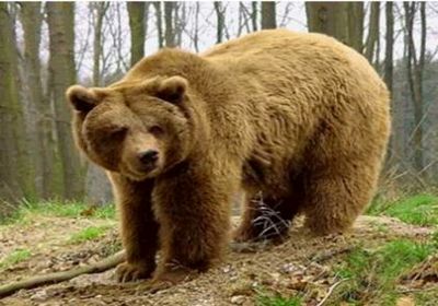 نبرد بین عشایر و خرس قهوه‌ای / پیر مرد ۶۰ ساله خرس را خفه کرد!