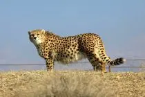 پایداری ایرانسل در حفاظت از آخرین بازماندگان یوز ایرانی