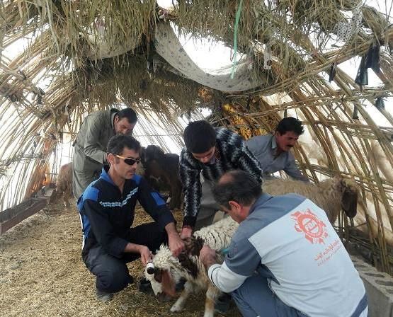 خدمت‌رسانی اکیپ‌های دامپزشکی استان مرکزی در مناطق زلزله‌زده