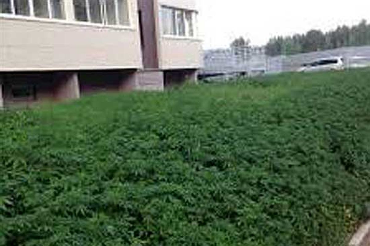 شناسایی و معدوم‌سازی دو مزرعه ماری‌جوانا در شهرستان نظرآباد