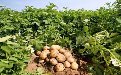 روشی نوین در کشت سیب زمینی با نیاز آبی کم