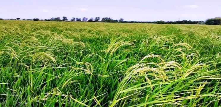 کشت بدون آب برنج در 2.5 هکتار مزارع گلوگاه
