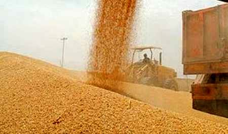 خرید تضمینی گندم در استان کرمانشاه از مرز 400 تن گذشت