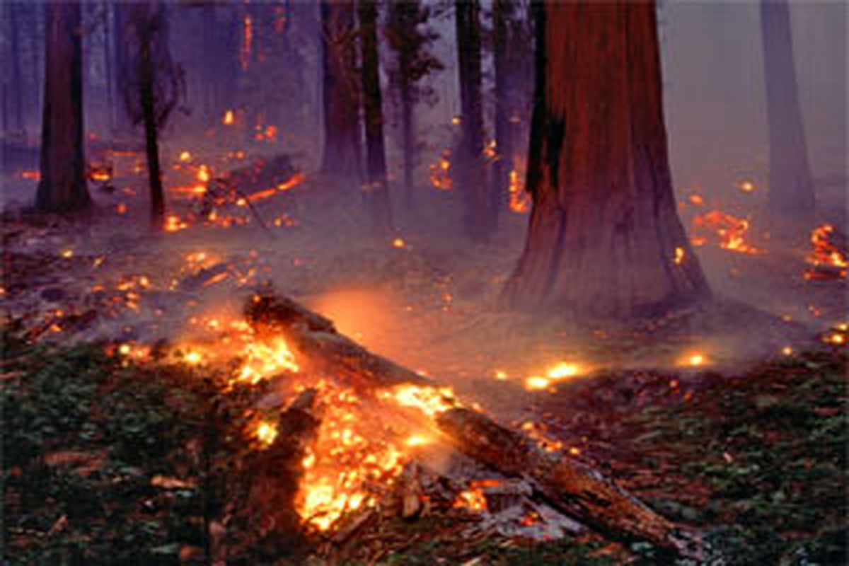 آتش‌سوزی در جنگل‌های "قرق" گرگان مهار شد/۲ هکتار جنگل در آتش سوخت