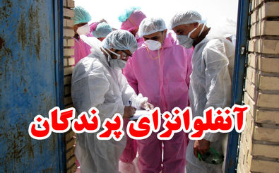 آلودگی سه مرغداری  به آنفلوآنزای فوق حاد پرندگان در نجف آباد