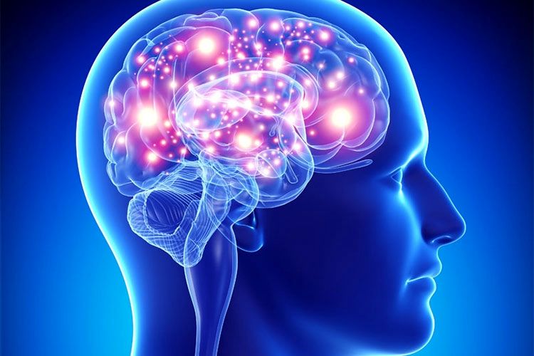 ۱۰۰ ناحیه جدید در مغز کشف شد