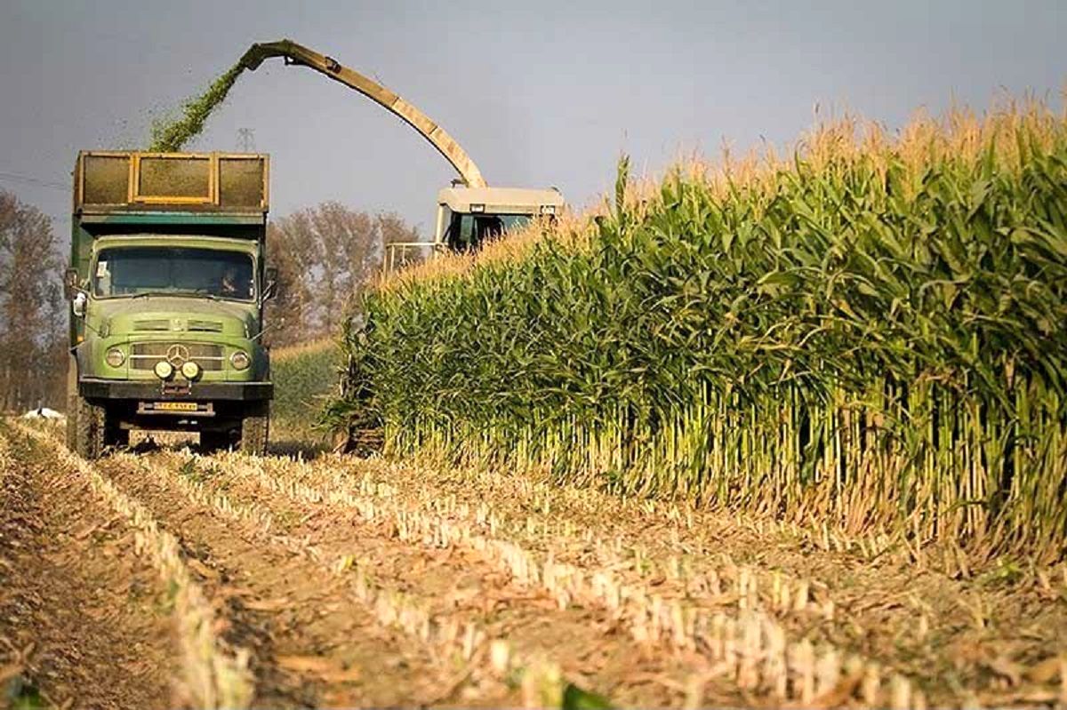 در سال جاری حدود 3 هزار تن ذرت دانه‌ای از مزارع کشاورزی پلدختر برداشت خواهد شد