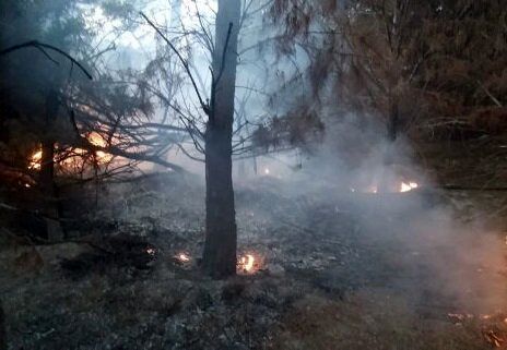 آتش‌سوزی درختان دانشگاه تبریز در اثر اصابت صاعقه