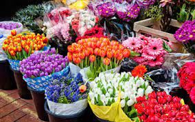 صادرات 66 هزار گلدان گل از نوشهر به خارج کشور